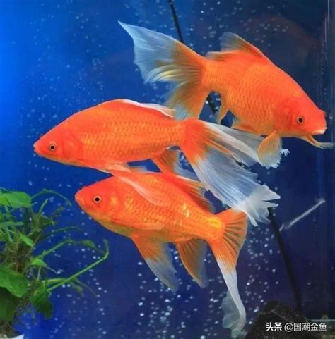 燕尾草金魚|最好養的！草金魚